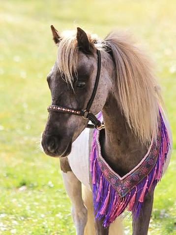 Mini Arabian Breast collar  / Neckcollar / Show tack beschikbaar voor biedingen