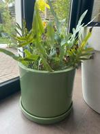 Groene blauwe varen Kamerplant in Pot, Ophalen, Overige soorten, Halfschaduw, In pot