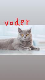Siamese katten, Dieren en Toebehoren, Katten en Kittens | Raskatten | Korthaar, Meerdere dieren