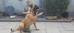 ## Bullmastiff pups met stamboom ##, Parvo, Overige rassen, 8 tot 15 weken, Teef