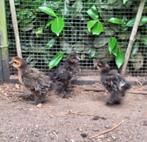 3 zijdehoen kuikens, Dieren en Toebehoren, Pluimvee, Geslacht onbekend, Kip