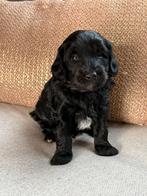 Labradoodle pup, Dieren en Toebehoren, Parvo, 8 tot 15 weken, Meerdere, Nederland