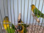 Personata, Dieren en Toebehoren, Vogels | Overige Vogels, Meerdere dieren, Tropenvogel, Geringd