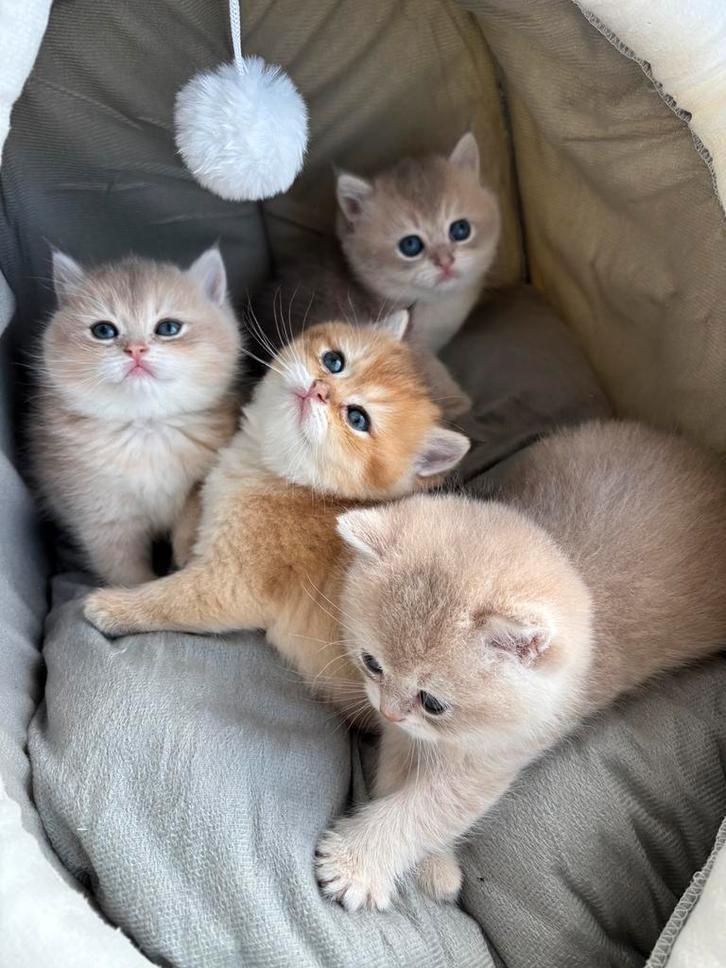 Prachtige Britse kittens te koop British kittens available, Dieren en Toebehoren, Katten en Kittens | Raskatten | Korthaar, Meerdere dieren