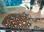 Potamotrygon, Dieren en Toebehoren, Vis