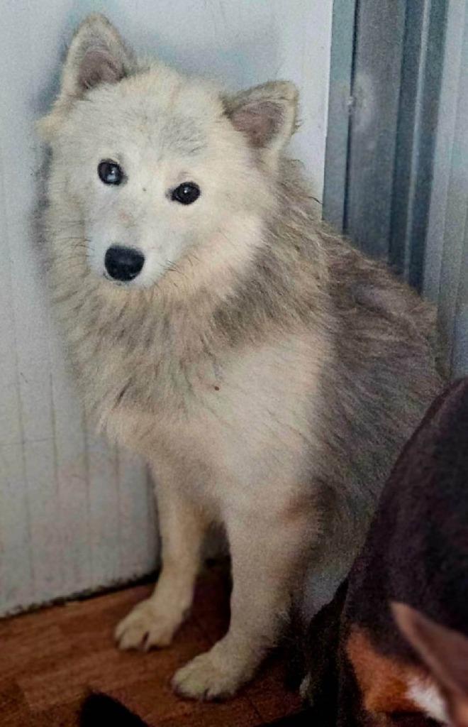 ACE: Indira is een heerlijke knuffel!, Dieren en Toebehoren, Honden | Niet-rashonden, Middel, Teef, Particulier, Eén hond, Buitenland