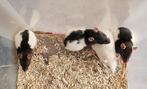 Vrouwelijke ratjes 25 aug, Dieren en Toebehoren, Knaagdieren, Rat, Vrouwelijk, Tam, September