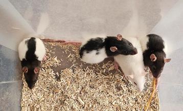 Vrouwelijke ratjes 25 aug beschikbaar voor biedingen