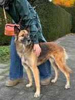Bendi - Herder Hond - warme en liefdevolle thuis gezocht, Particulier, Rabiës (hondsdolheid), Buitenland, Teef