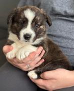 Welsh corgi Cardigan pups ❤️, Dieren en Toebehoren, Honden | Herdershonden en Veedrijvers, Overige rassen, 8 tot 15 weken, CDV (hondenziekte)