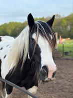 Tinker, Konik en haflinger merrie en PRE ruin te koop, Minder dan 160 cm, Gechipt, 7 tot 10 jaar, Meerdere dieren