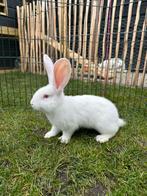 Groot lotharinger x Vlaamse Reus jongen, Dieren en Toebehoren, Konijnen, Meerdere dieren, Groot