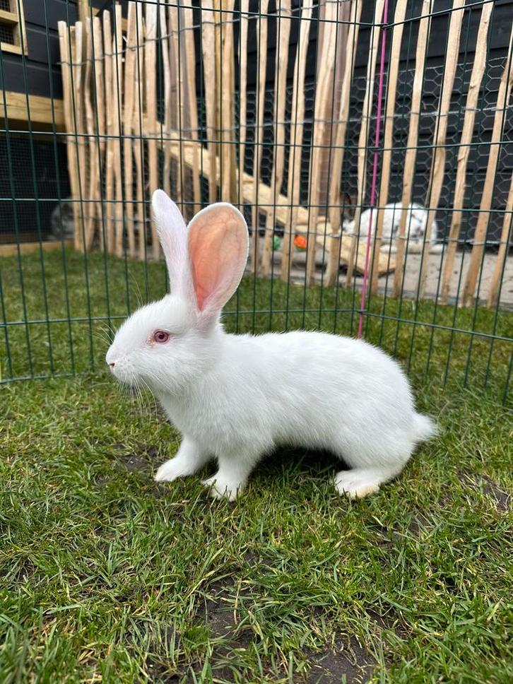 Groot lotharinger x Vlaamse Reus jongen, Dieren en Toebehoren, Konijnen, Groot, Meerdere dieren