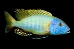 Malawi Cichliden: Buccochromis rhoadesii Yellow, Dieren en Toebehoren, Vissen | Aquariumvissen, Vis, Zoetwatervis