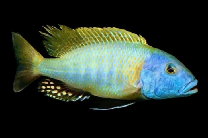 Malawi Cichliden: Buccochromis rhoadesii Yellow, Dieren en Toebehoren, Vissen | Aquariumvissen, Zoetwatervis, Vis