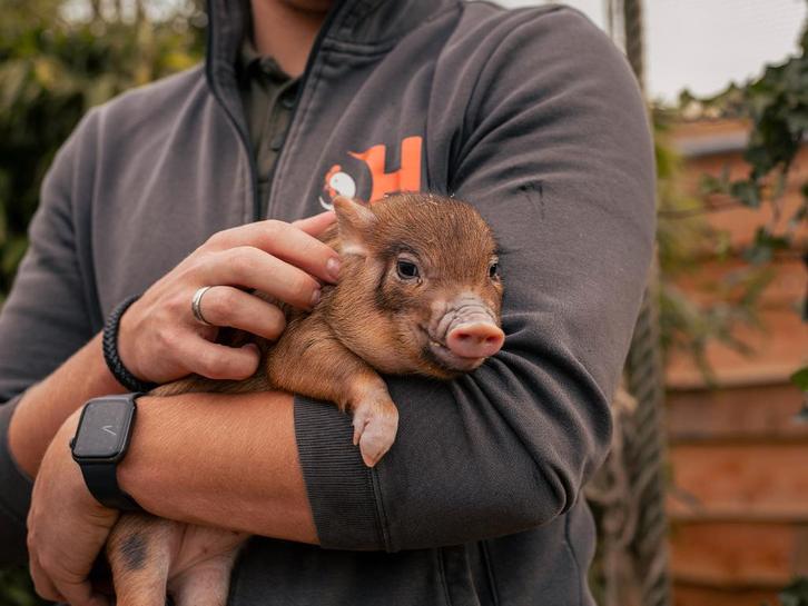 Minivarkens | Jonge biggen in verschillende kleuren, Dieren en Toebehoren, Schapen, Geiten en Varkens, Varken, Meerdere dieren