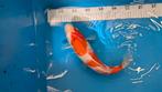 Kohaku tosai 30 cm Marusei, Dieren en Toebehoren, Vissen | Vijvervissen, Karper of Koi