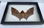 VLEERMUIS XL in lijst 39 x 28 x 6 cm, Verzamelen, Ophalen of Verzenden, Zo goed als nieuw, Opgezet dier