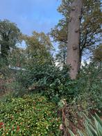 Grote Laurierstruik ongeveer 2meter hoog en ook breed., Vaste plant, Bloeit niet, Halfschaduw, Ophalen