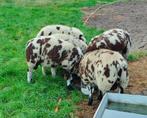 bonte dekram - dekrammen, Dieren en Toebehoren, Mannelijk, Schaap, 0 tot 2 jaar