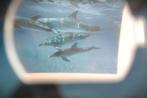Dolfijn~3D Stereo kaart~Dolfijnen~viewmaster~Nieuw-Zeeland, Ophalen of Verzenden, 1980 tot heden, Ongelopen, Waterdier