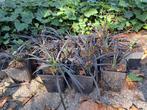 Ophiopogon Planiscapus Niger, Ophalen of Verzenden, Overige soorten, Volle zon