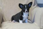 Welsh Corgi Cardigan  x Beagle pups, Dieren en Toebehoren, Honden | Herdershonden en Veedrijvers, Nederland, CDV (hondenziekte)