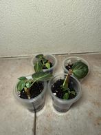 Philodendron melanochrysum, Ophalen of Verzenden, Halfschaduw, Minder dan 100 cm