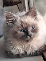 Prachtige Ragdoll poesjes te reserveren., Dieren en Toebehoren, Katten en Kittens | Raskatten | Langhaar, Meerdere dieren, Ontwormd