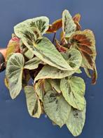 Begonia Burkillii Silver Edge Form p14 (1), Huis en Inrichting, Kamerplanten, Ophalen of Verzenden, Halfschaduw, Minder dan 100 cm