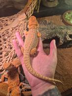 Baardagaam hypo red orange, Dieren en Toebehoren, Reptielen en Amfibieën, Hagedis, Tam, 0 tot 2 jaar