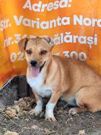 Kleine Lady ter adoptie!, Particulier, Rabiës (hondsdolheid), 15 weken tot 1 jaar, Buitenland