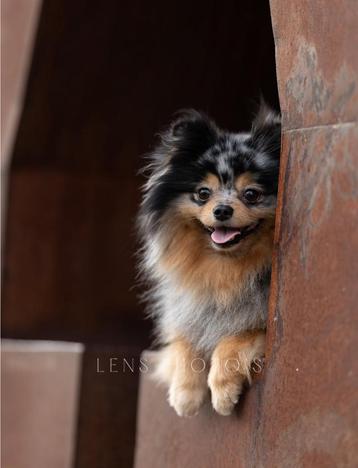 Merle en tan dekreu beschikbaar voor biedingen