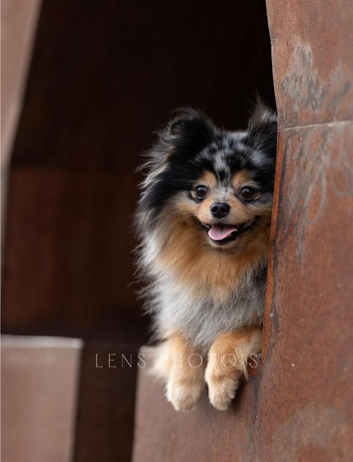 Merle en tan dekreu, Dieren en Toebehoren, Honden | Poolhonden, Keeshonden en Oertypen, Reu, Keeshond, Particulier, Eén hond, Buitenland