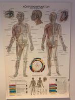 Acupunctuur Poster - Lichaamskaart, Ophalen, Zo goed als nieuw, Overige typen