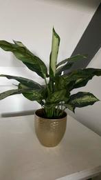 Zijdeplant met pot, Ophalen of Verzenden