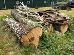 Berken / Berkenhout / hout voor planken / Berken stammen tak, Tuin en Terras, Haardhout, 6 m³ of meer, Ophalen of Verzenden, Berkenhout