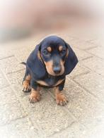 Laatste dwergteckel pup teefje mag verhuizen, Dieren en Toebehoren, Honden | Teckels en Dashonden, België, Particulier, CDV (hondenziekte)