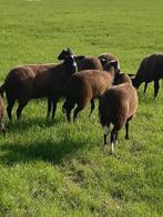 Te koop mooie zwartbles fokschapen, Dieren en Toebehoren, Schapen, Geiten en Varkens, Vrouwelijk, Schaap