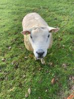 Overjarige engelse texelaar, Dieren en Toebehoren, Schapen, Geiten en Varkens, Mannelijk, Schaap