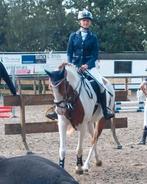 Leuke bonte 6 jarige merrie. Met toebehoren, Dieren en Toebehoren, Pony's, B, 3 tot 6 jaar, Recreatiepony, D pony (1.37m tot 1.48m)