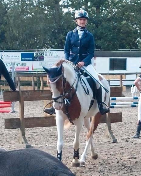 Leuke bonte 6 jarige merrie. Met toebehoren, Dieren en Toebehoren, Pony's, Merrie, B, D pony (1.37m tot 1.48m), Recreatiepony