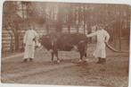 oude foto assendelft a de boer [arend ?] trots poseren koe, Gebruikt, Foto, Ophalen of Verzenden, Voor 1940
