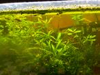 Aquarium met toebehoren, Dieren en Toebehoren, Ophalen, Gebruikt, Gevuld zeewateraquarium