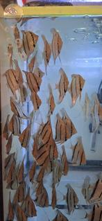 Jonge Altum Peru - Rio Nanay Maanvissen, Vis