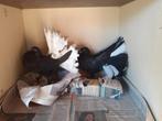 Jonge Pauwstaartduiven., Dieren en Toebehoren, Vogels | Duiven, Meerdere dieren