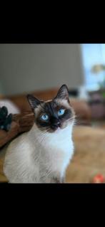 Vooraankondiging kittens IS BEVALLEN, Gechipt