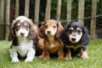 Langharige Dwerg Teckel pups, Dieren en Toebehoren, Nederland, CDV (hondenziekte), 8 tot 15 weken, Dwerg