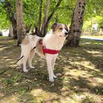 Maak kennis met Lilly – 21 kilo knuffelbare gezelligheid, Particulier, Buitenland, Teef, Eén hond
