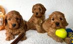 Cavapoo cockapoo pups, Nederland, Parvo, Overige rassen, 8 tot 15 weken